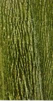 tree bark 0010